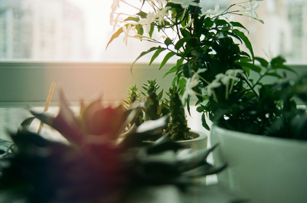 Fenster